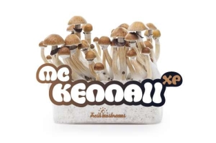 McKennaii - FreshMushrooms Pilzanbausatz 1200cc